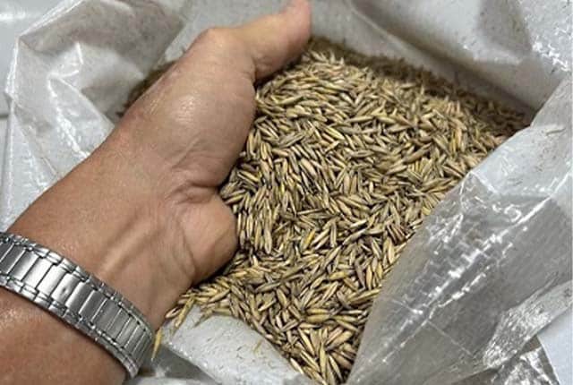 Various Grains In Bulk Sacks Farm Produce